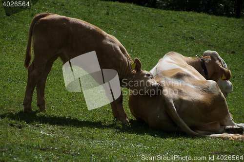 Image of Cows in Carinthia, Austria