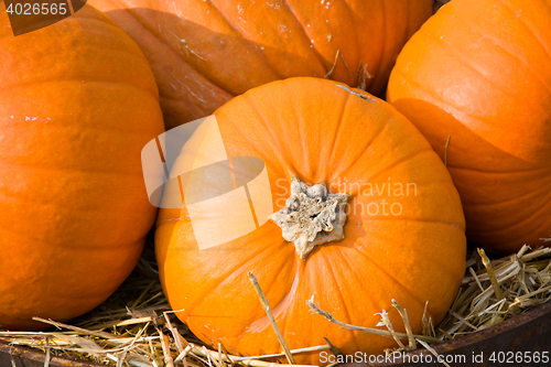 Image of Pumpkin in Autumn