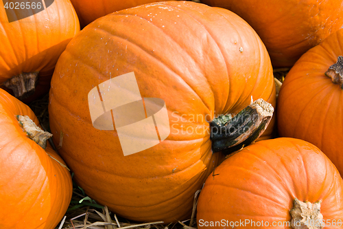 Image of Pumpkin in Autumn