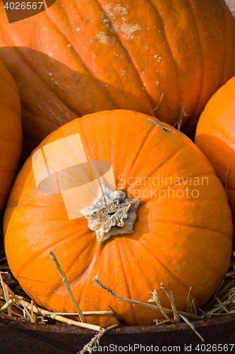 Image of Pumpkin in Autumn