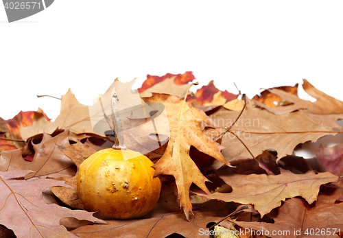 Image of Small decorative pumpkin on autumn dry leaves from oak
