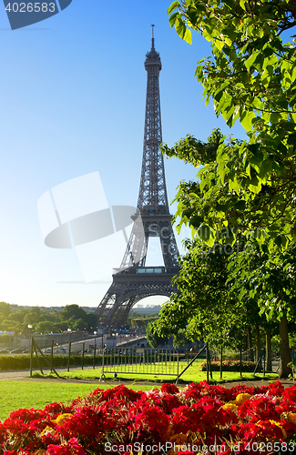 Image of Flower and Eiffel Tower