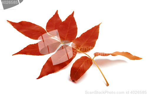Image of Red autumnal leaf on white background