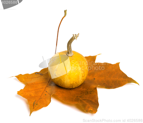 Image of Small decorative pumpkin on autumn maple-leaf