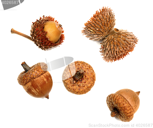 Image of Autumnal acorns isolated on white background