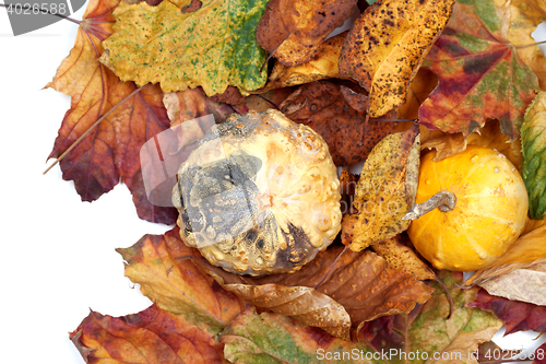 Image of Two small decorative pumpkins on autumn leafs
