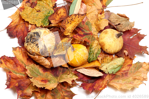 Image of Three small decorative pumpkins on autumn leafs