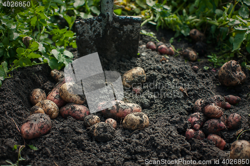 Image of Fresh harvesting potatoes