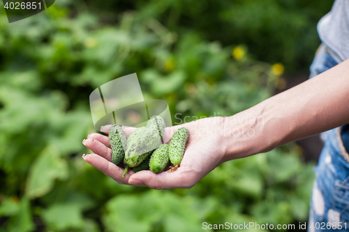 Image of Fresh harvesting cucumbers