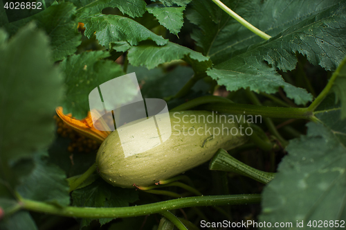 Image of Fresh harvesting zucchini