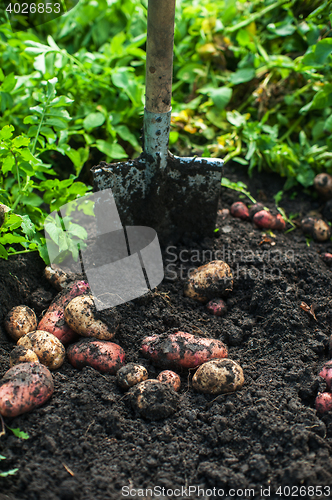 Image of Fresh harvesting potatoes
