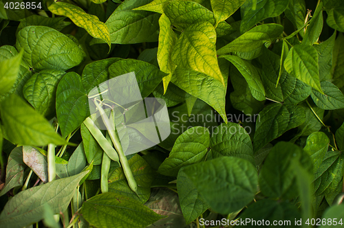 Image of Fresh harvesting beans