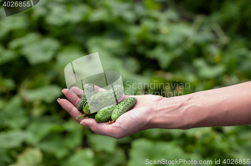 Image of Fresh harvesting cucumbers