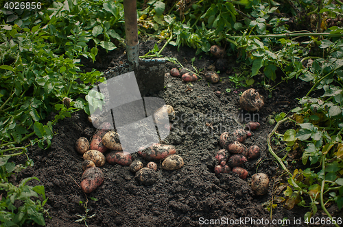 Image of Fresh harvesting potatoes