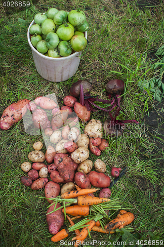 Image of Harvest of fresh vegetables