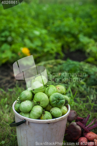 Image of Fresh harvesting tomatoes