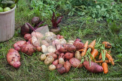 Image of Harvest of fresh vegetables