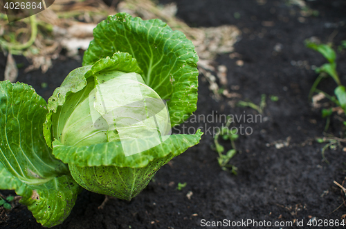 Image of Fresh harvesting cabbage