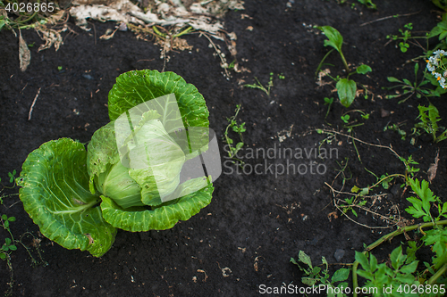 Image of Fresh harvesting cabbage