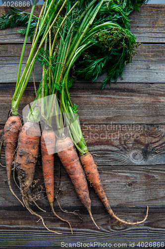 Image of Bunch of orange carrots fresh with dirt on old rustic wood background