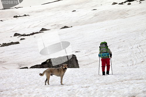 Image of Dog and hiker in snow mountains at gray spring day.