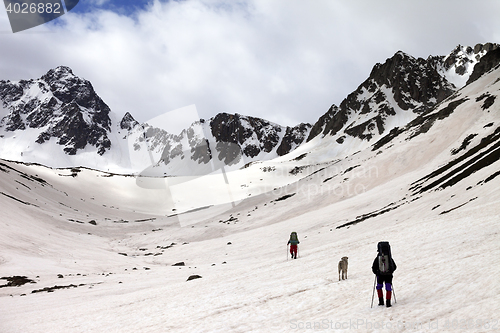 Image of Two hikers with dog at spring snowy mountains in cloudy morning