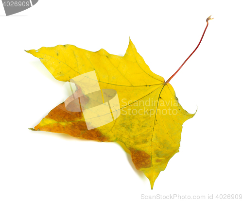 Image of Autumn multicolor maple-leaf