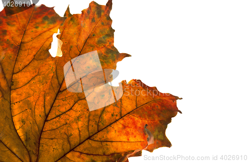 Image of Dry maple leaf in corner