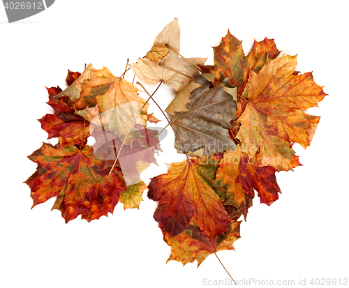 Image of Autumn multicolor maple leafs