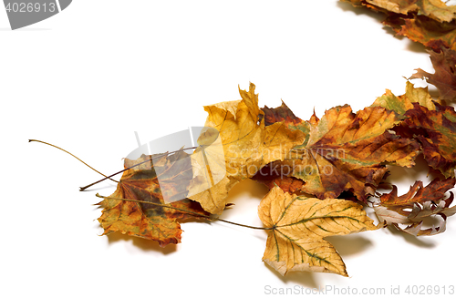 Image of Autumn dried maple leafs