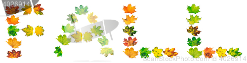 Image of Letter F composed of autumn maple leafs