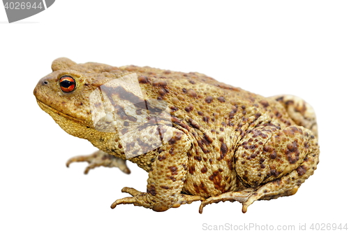 Image of toad over white