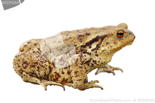 Image of isolated common toad