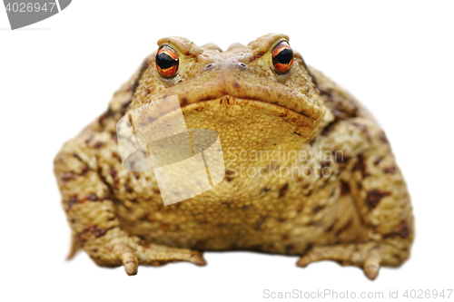 Image of isolated close up of common toad