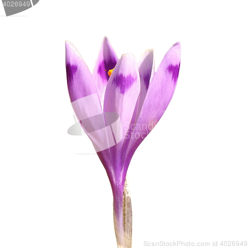 Image of isolated spring crocus