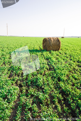 Image of hay stacks on green field