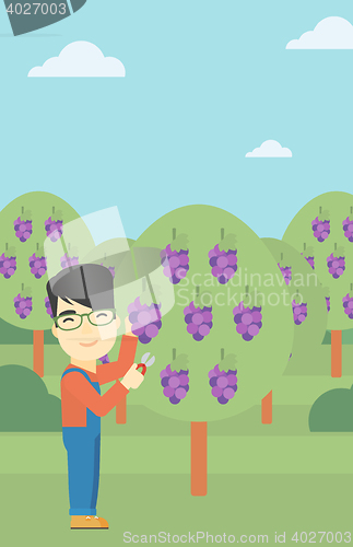 Image of Farmer collecting grapes vector illustration.