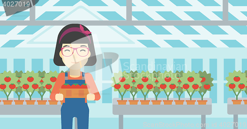 Image of Farmer collecting tomatos vector illustration.