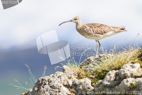 Image of Whimbrel - Iceland