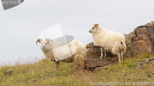 Image of Icelandic sheep in meadow