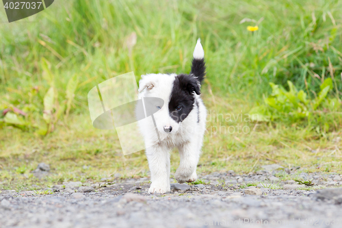 Image of Border Collie puppy on a farm