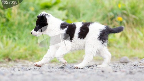 Image of Border Collie puppy on a farm