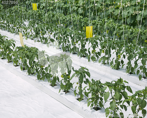 Image of Inside Hydroponic Hothouse