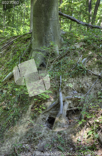 Image of Fox Hole Burrow