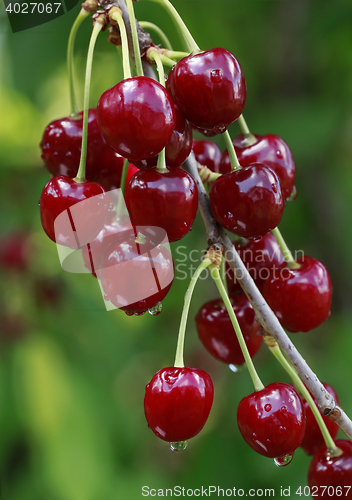 Image of Ripe Cherry Branch