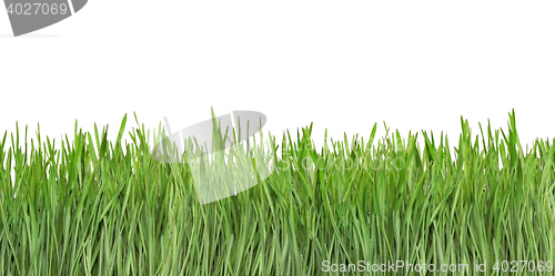 Image of Grass Blades Cutout