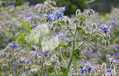 Image of Borago Officinalis Plant