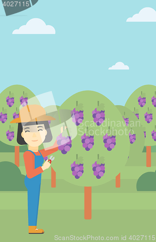 Image of Farmer collecting grapes vector illustration.