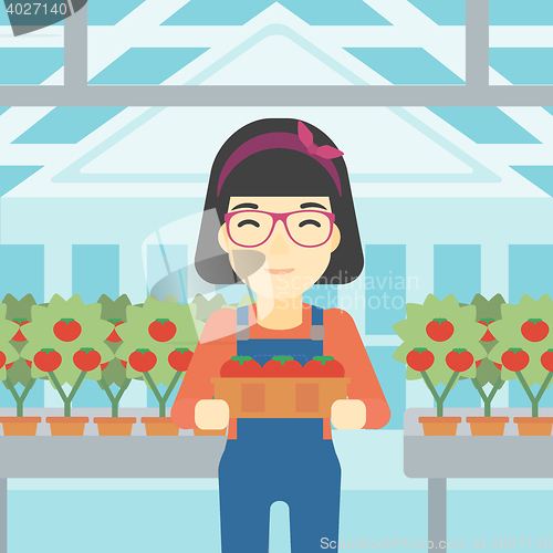 Image of Farmer collecting tomatos vector illustration.