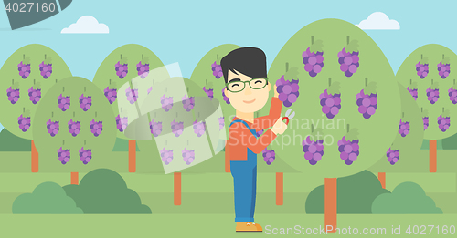 Image of Farmer collecting grapes vector illustration.